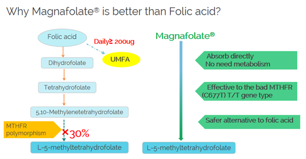 Magnafolate가 엽산보다 나은 이유는 무엇입니까?