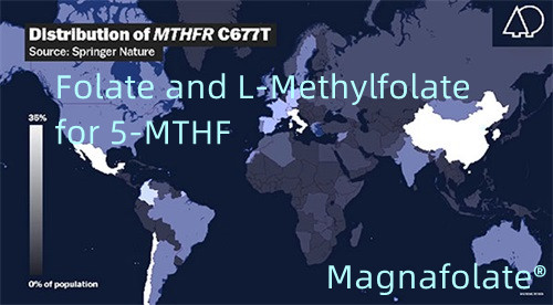 5-MTHF에 대한 엽산 및 L-메틸엽산