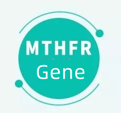 MTHFR 유전자가 있다는 것은 무엇을 의미합니까?