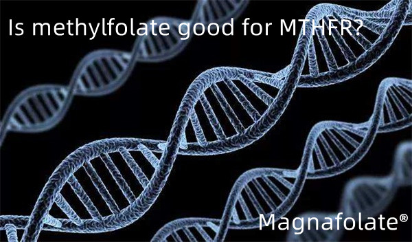 메틸폴레이트는 MTHFR에 좋은가요?
