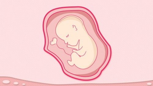 엽산은 생식 기관 기능에 기여합니다.