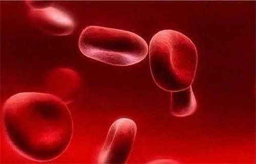 엽산 결핍이 면역체계 문제를 일으키는 이유